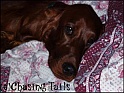LaylaCloseUpOnBed15-07-04