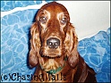 LaylasHead17-09-04