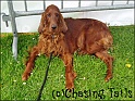 LaylaAllAboutDogs13-05-06