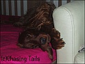 LaylaOnBed09-11-06_2