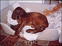 LaylaInBed9WksOld_17-08-03