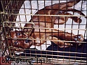 LaylaInCage13wks11-09-03