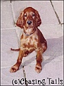 LaylaOnPatio13Wks