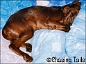 LaylaPuppyAsleepOnBed14-10-03
