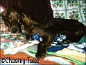 LaylaPuppyDownNans03-01-04