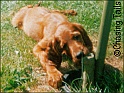 LaylaPuppyGarden17-08-03