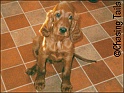 LaylaPuppyKitchen17-08-03