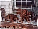 PuppiesAt6wksOld_29-07-03