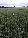 MayaField04-07-09