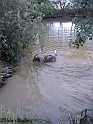 MayaSwim05-07-09_2