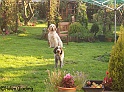 Doggies18-09-08