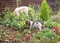 DogsOnGarden16-09-08