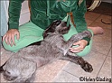 MayaToggle15-09-08