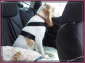 NoraCar19-06-11