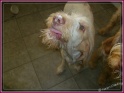 NoraCheesecake05-07-11
