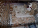 NoraCrate16-04-11