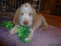 NoraCuteToy16-04-11