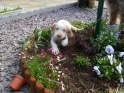 NoraFlowerBed17-04-11
