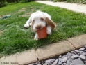 NoraFlowerpot17-04-11