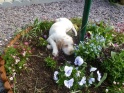 NoraFlowers17-04-11