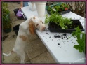 NoraPlants30-05-11