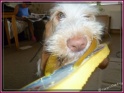 NoraShoe27-06-11