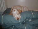 NoraSleep20-04-11