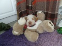 NoraTeddySleep17-04-11