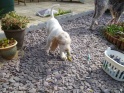 NoraTennisBall17-04-11