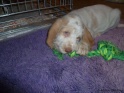 NoraTug16-04-11