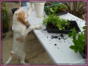 NoraWatering30-05-11