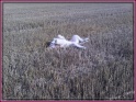 IMG01508-20120827-1653