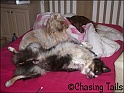 DogsBed27-01-08_Tia