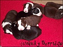 Pups2wksOld24-08-04_TiaOnLeft