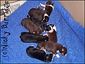 Pups3daysOld_Tia2ndTop
