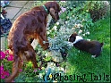 TiaAndLaylaInGarden04-10-04